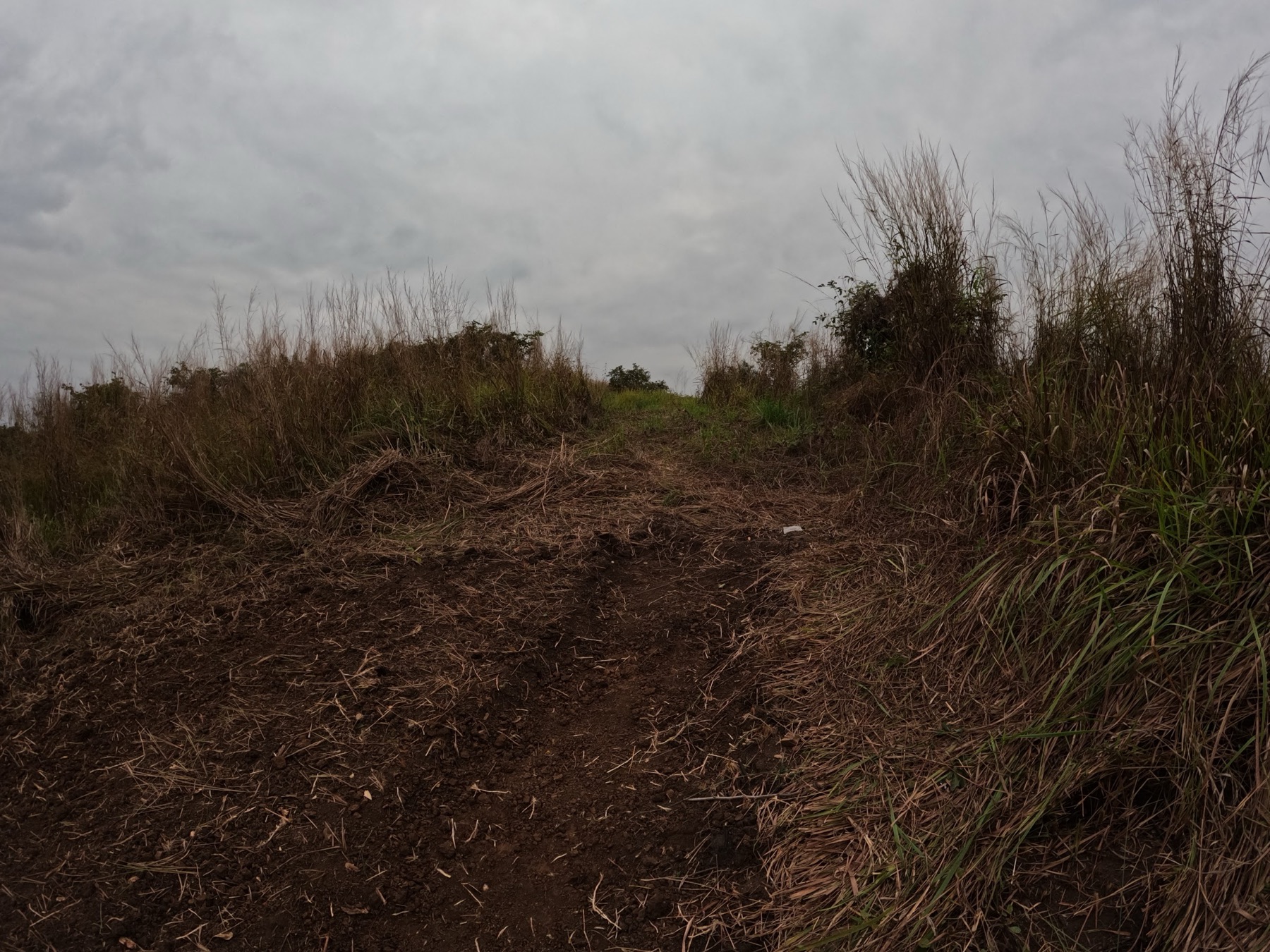 Sentier dans une parcelle Yelessa au Congo