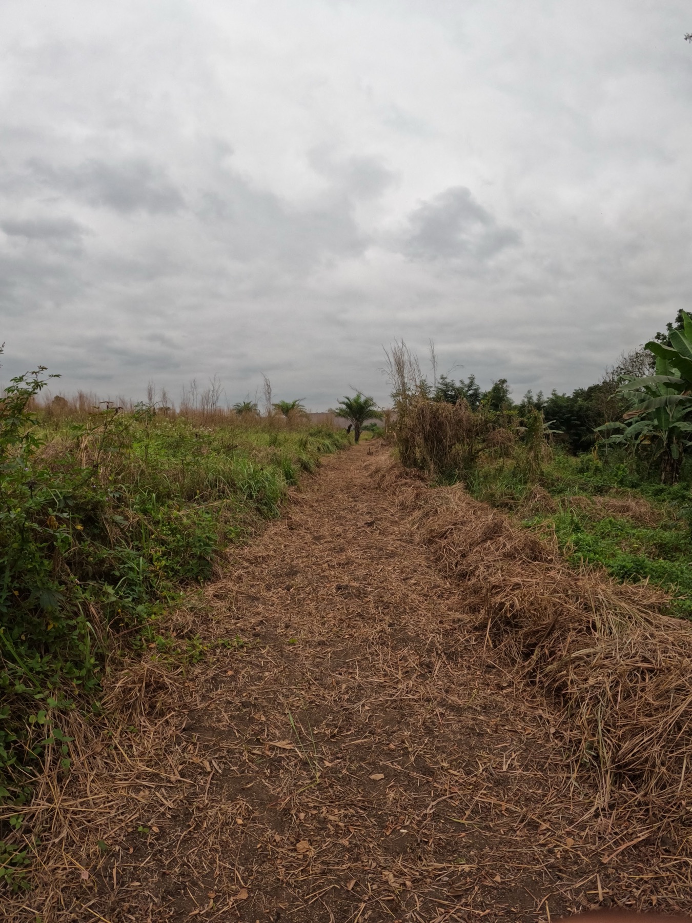 Sentier bordé de palmiers