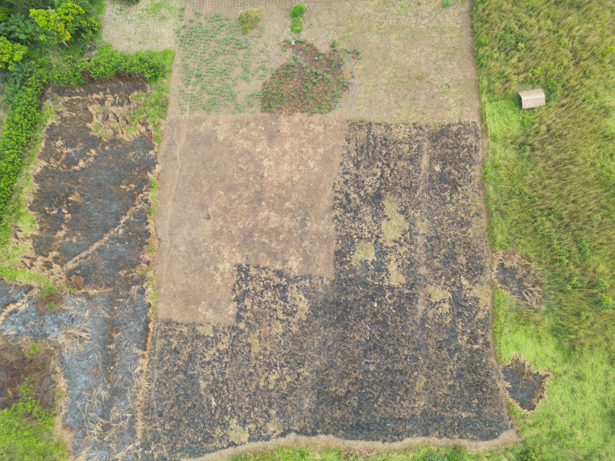 Vue aérienne des parcelles cultivées Yelessa