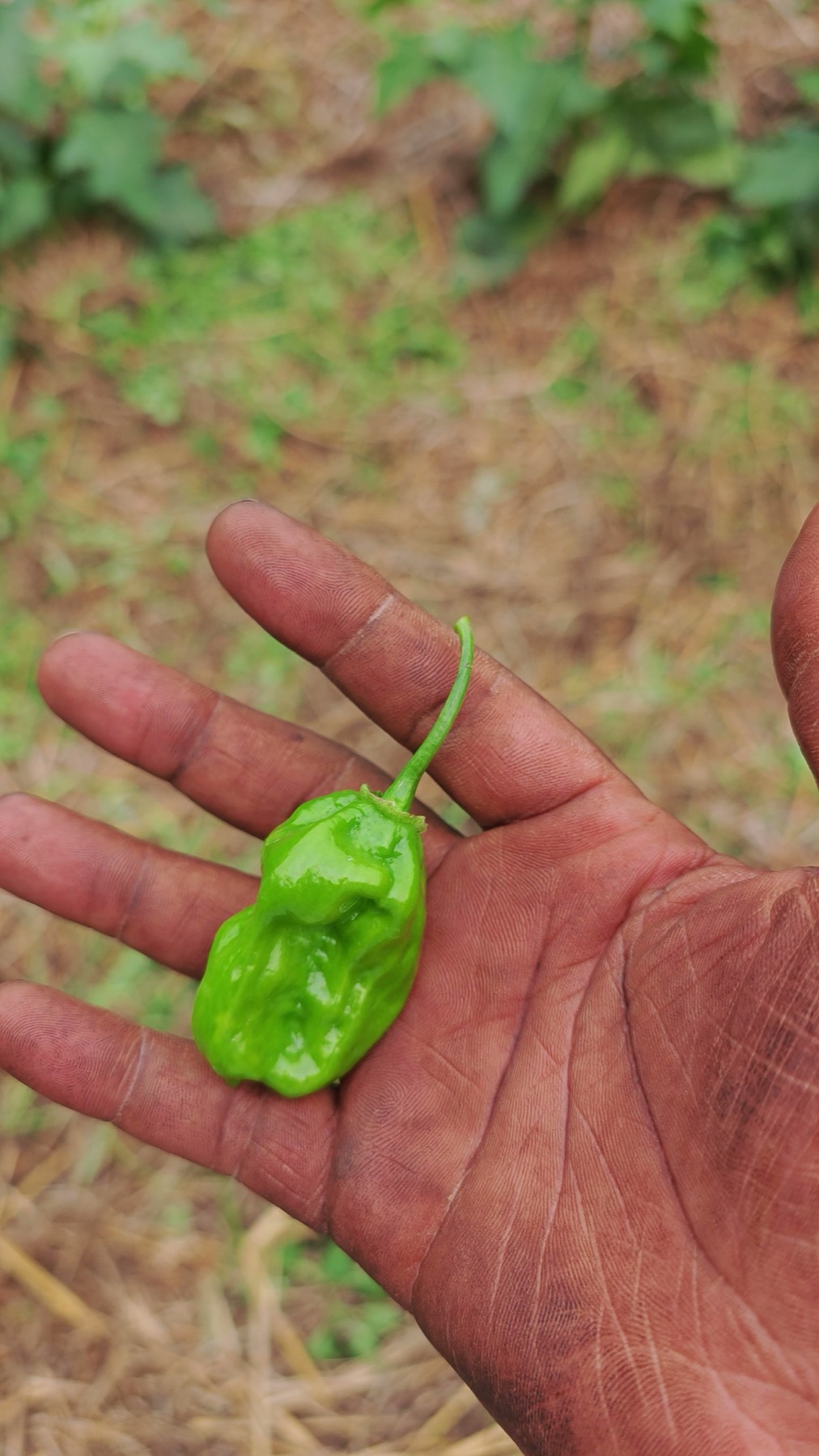 Récolte de piment frais